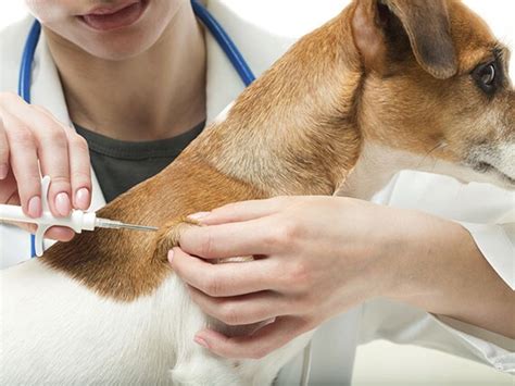 MN urges dog owners to pursue vaccination for canine influenza